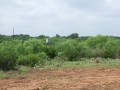 Hunting Blind - Copy